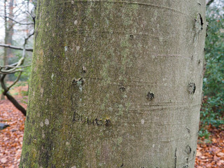 Common beech tree, Fagus sylvatica