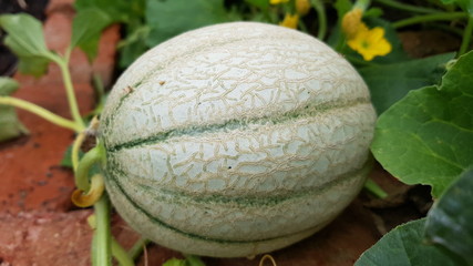 Honigmelone