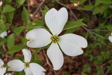 Dogwood flower with white petals