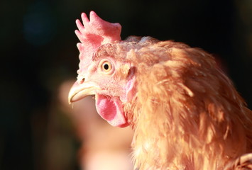 hen on green background