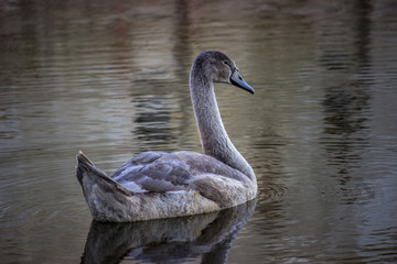 Swan