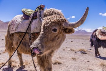 Closeup of domesticated Yak in Pamir desert in Tajikistan