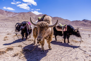Three domesticated yaks grazing in the Pamir desert in Tajikistan