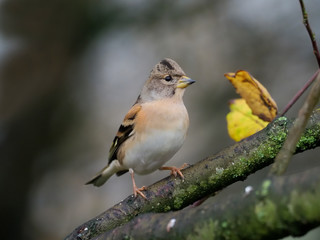 Brambling, Fringilla montifringilla
