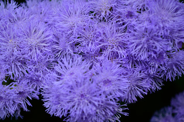 Beautiful violet chrysanthemum flowers