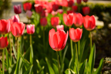 Tulips out of focus in the background.