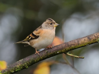 Brambling, Fringilla montifringilla