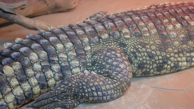 Nile crocodile resting in a terrarium. 4k