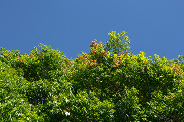tree and blue sky