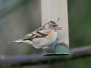 Brambling, Fringilla montifringilla