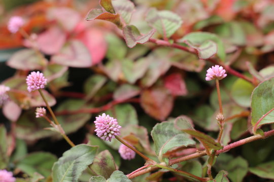 Rdest japoński Rdest Polygonum
