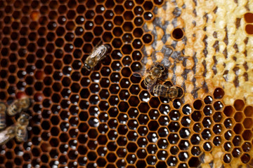 Natural color close up honeycomb in wooden beehive with bees on it. Apiculture concept