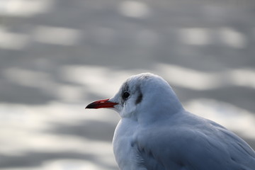 Close shot of Black-headed gull