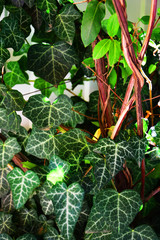 A wall of common ivy.