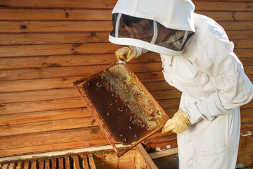 beekeeper pulls out from the hive a wooden frame with honeycomb. Collect honey. Beekeeping concept