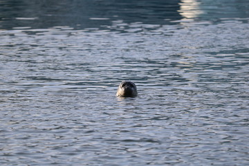 seal head out of the water