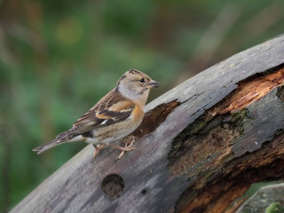 Brambling, Fringilla montifringilla