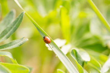 Ladybird walking on green plant in spring day
