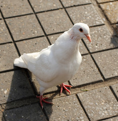 White pigeon