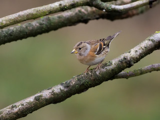 Brambling, Fringilla montifringilla