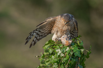 A female sparrowhawk perched on the top of an ivy covered post, spreads her wings to protect her prey taken from behind showing her wings
