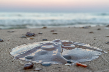 gestrandete Ohrenqualle an der Ostsee 