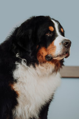 portrait amaizing beautiful Bernese mountain dog. blue background