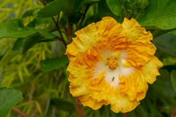 Flor de hibisco 