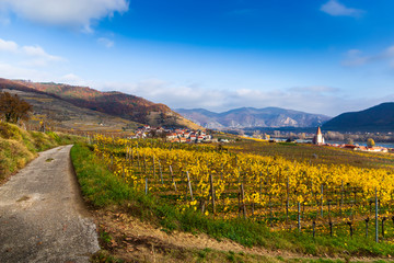 Fototapeta na wymiar Weissenkirchen. Wachau valley. Lower Austria. Autumn colored leaves and vineyards on a sunny day.