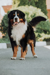 portrait beautiful happy Bernese mountain dog stand . green park on background