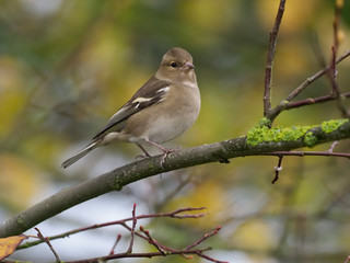Chaffinch,  Fringilla coelebs