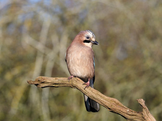 Eurasian jay, Garrulus glandarius