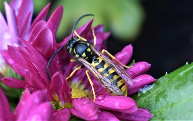 bee on flower