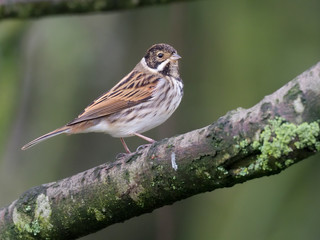 Reed bunting, Emberiza schoeniclus