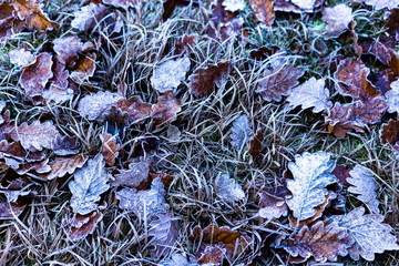 Texture of some leaves covered by snow and ice on a winter day
