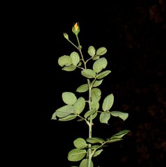 Obraz premium flowers on black background