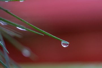 Fresh water drop pouring from tree