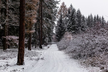 Winter forest with snow on trees and floor