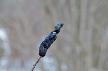 Black Knot Canker