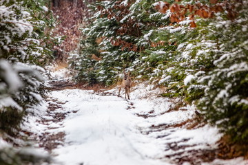 Young Roe deer in winter forest