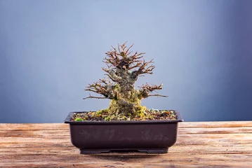 Foto auf Acrylglas Bonsai Japanischer Bonsai-Baum im Topf auf grauem Hintergrund.