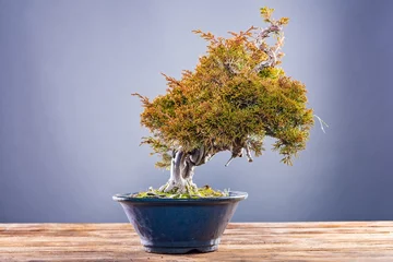Cercles muraux Bonsaï Japanese bonsai tree in pot on grey background.