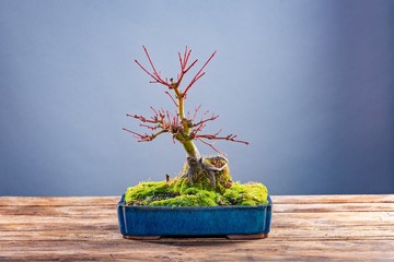 Japanse bonsaiboom in pot op grijze achtergrond.