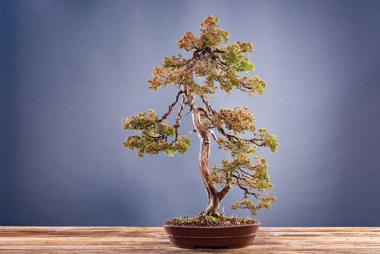 Japanese bonsai tree in pot on grey background.