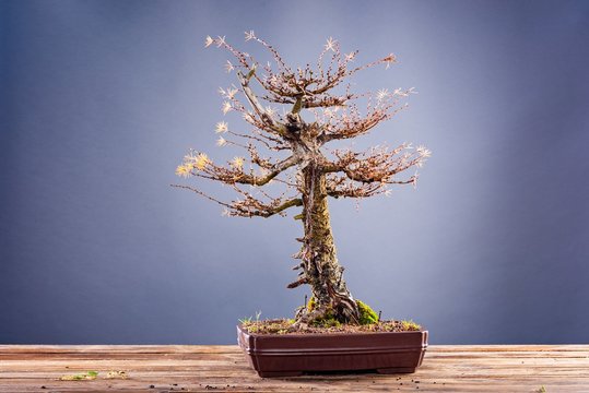 Bonsai tree in pot on grey background.