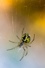 araña al aire