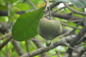 Fruit Barringtonia Tree (L.Barringtonia asiatica) or Sea Poison Tree clouse-up. Thailand.