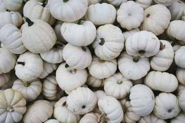 Pumpkins Harvest in Autumn 