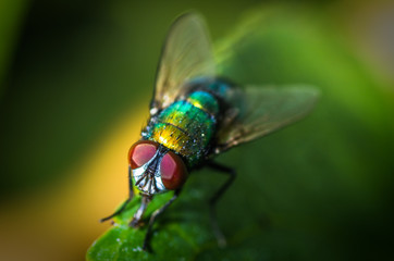 small fly
