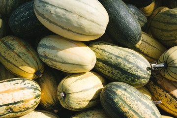 Pumpkins Harvest in Autumn 